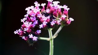 How to Save Verbena Bonariensis Seeds [upl. by Nylle245]