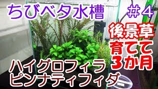 ベタ水槽立ち上げ！ 後景草編 ＣＯ２無し水槽 [upl. by Eirtemed]