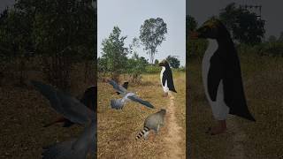 Falcon WhiteCapped Redstart And Penguin Two Raccoon shortvideo shortsviral youtubeshorts [upl. by Arratahs]