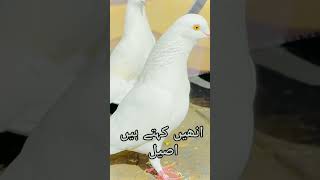 pure White high flayers ASEEL pigeons [upl. by Eisaj131]