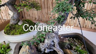 Cotoneaster the Bacon sandwich of Bonsai [upl. by Mirielle751]