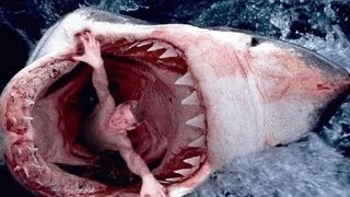 Les animaux de la mer en danger documentaire complet [upl. by Darra167]