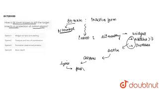 How is Bt toxin known to kill the target insects in protection of cotton plants [upl. by Yelknirb104]