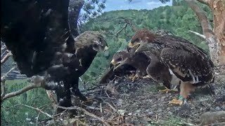 Dad brings breakfast  Little eaglet claim the prey  Eastern imperial eagles  July 21 2024 [upl. by Uah659]