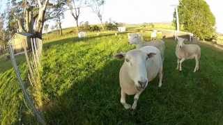 Harrys family farm Tasmania [upl. by Nyleimaj531]