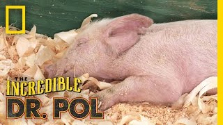 4H Pig  The Incredible Dr Pol [upl. by Evot398]