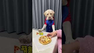 Funny the dog and cat videos shorts funny asmr satisfyingasmr diy viral [upl. by Orsola]