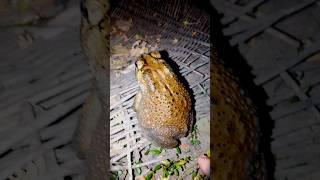 the funniest 🐸 catch toad funny comedyvideos shortsfeed animals toad [upl. by Eerdna583]