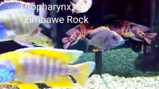 AFRICAN CICHLIDS 6 Haps You Must Have [upl. by Cote]