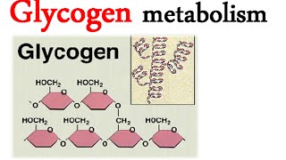 Glycogen metabolism [upl. by Specht]