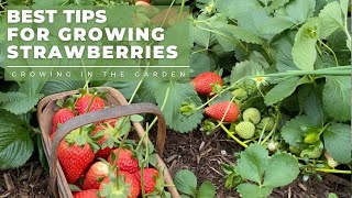 HOW to PLANT and GROW STRAWBERRIES plus TIPS for growing strawberries in HOT CLIMATES [upl. by Hessler142]