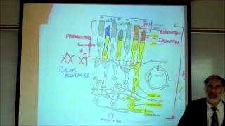 EYES the Anatomy amp Physiology of VISION by Professor fink [upl. by Ayardna966]