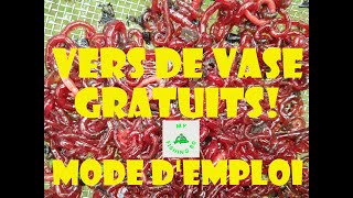 VERS DE VASE GRATUITS MODE DEMPLOI [upl. by Kenneth]