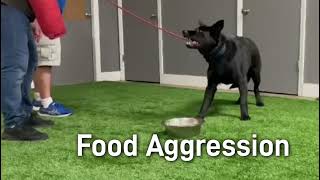 Food Aggressive German Shepherd [upl. by Zeuqirdor]