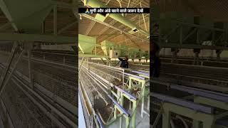 Layer Farming Egg Collection Egg Farming Cage System Poultry Farming chicks [upl. by Ahtreb]