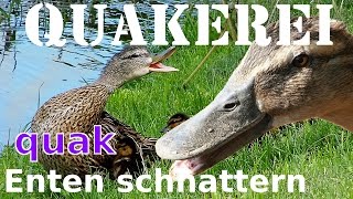 Enten quaken  QUAKEREI  Enten beim schnattern und quaken [upl. by Cassidy]