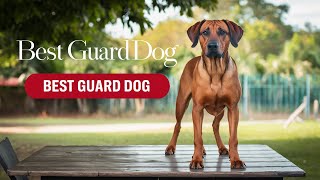 Rhodesian Ridgeback IS the TOP Guard Dog for PROTECTION [upl. by Renae]