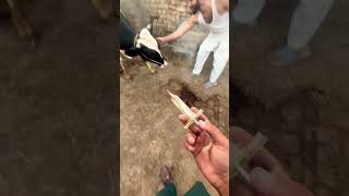 Subcutaneous injection vetdrafaqrana cow vetsurgeryمطھر animalfarming animal farming vet [upl. by Muhan808]