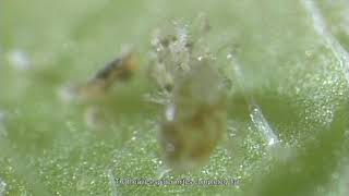 Biological control in Agriculture – The invisible world of mites [upl. by Son]