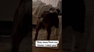 Bulldog Rocky’s Diary on Hurricane Milton 4  the scary landfall [upl. by Elmina]