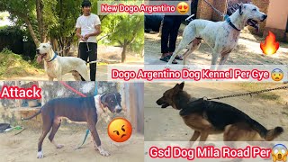 Dogo argentino Kennel Par Gye🐶New Dogo argentino Dog Le Aaye🔥Biggest And Most Dangerous Kennel😰 [upl. by Lennaj]