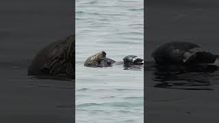 Sea otter worked hard for this giant gaper clam [upl. by Matti675]