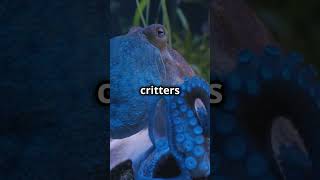 EightLegged Wonders Tentaclely Awesome Octopus Facts [upl. by Atinrahc]