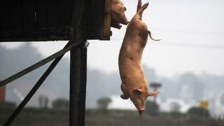 Training für Schweine Fit durch Turmspringen  DER SPIEGEL [upl. by Cia]