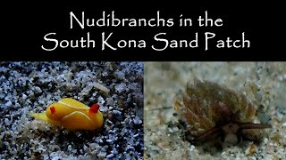 South Kona  Hookena Sand Box  Good Day for Nudibranchs and Sea Slugs [upl. by Rehpotsihc]