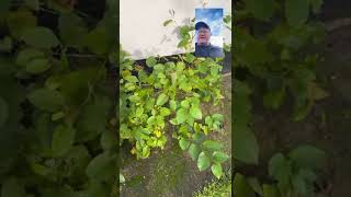 Japanese Knotweed Growing Next to a House [upl. by Eneg]