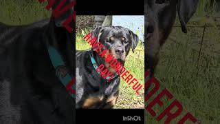 have an amazing rest of your day dog rottweilerpuppy puppy rottweiler shortsfeed shorts [upl. by Sankey811]