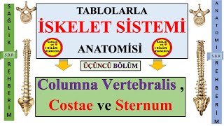 3İskelet Sistemi Anatomisi Gövde Kemikleri Konuanlatımı Omurgalar Vertebra Kostalar ve Sternum [upl. by Materi]