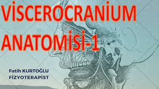 FTR  VİSCEROCRANİUM1  Anatomi Konu Anlatımı15 [upl. by Azmuh]