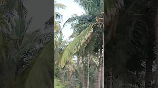 Thennamara thoppukulla kuyile kuyile tamil music song melody ytshorts [upl. by Germana260]