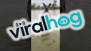 Man Rescues Dog From Being Drowned by Kangaroo  ViralHog [upl. by Nayhr411]