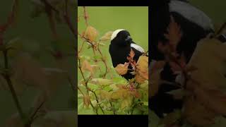 Passaro Bobolink canto passaros birds passaroslivres nature birdsounds cantodospassaros [upl. by Willie]