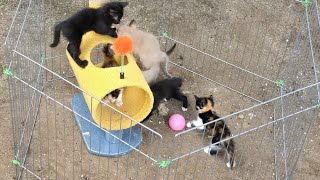 Adorable Kitten Enjoys Lunch in the Garden [upl. by Alodie]