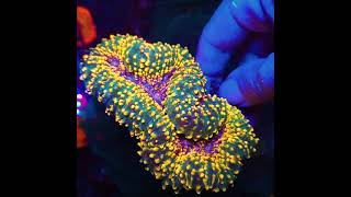 K² Korallenzucht Karlsruhe  Your source for colorful amp healthy corals amp fish [upl. by Wasson]