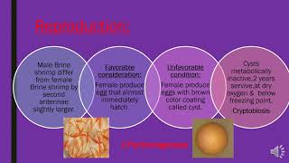 Class Branchiopoda  Phylum ArthropodaP4phylum [upl. by Teerell483]