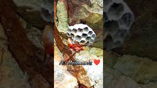 Wasp at Work  Amazing nest building shorts wasp timelapse [upl. by Bunker]