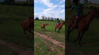 Ensinando cavalo andar no cabresto [upl. by Giorgi629]