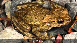 물두꺼비 울음소리Korean water toadsound국립환경과학원 [upl. by Eniluqaj200]