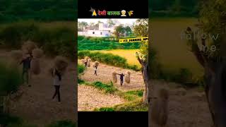 👳🌾🌱❤️🥰desi wala caseihagriculture Kisan 🌾 farming instagram india iloveyou countrylife 🌾👳🙏👆 [upl. by Pillyhp256]