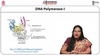 Evolution in enzymology Klenow T7 polymerase Taq polymerase [upl. by Ymas]