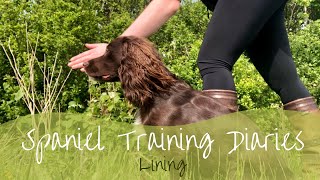 Gundog Training  Lining [upl. by Annahsirhc]