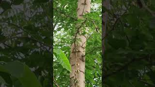 Manila tamarind pithecellobium Dulce plant 🌿🌿🌿 [upl. by Pasco]