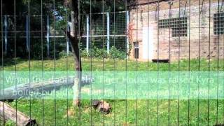 Amur Tiger Cubs Debut at the Peoria Zoo [upl. by Marte583]