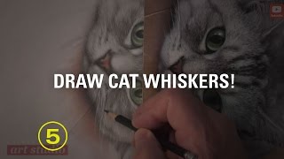 How to Draw Cat Whiskers [upl. by Lenaj]