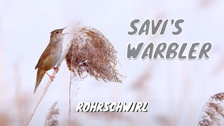 Savis Warbler Call birds birdsounds [upl. by Zakarias]