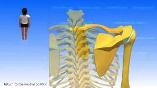 Movements of the Scapula [upl. by Wrand]